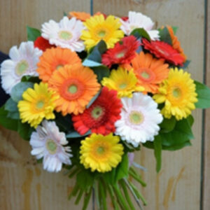 Gerbera