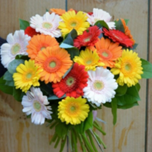 Gerbera