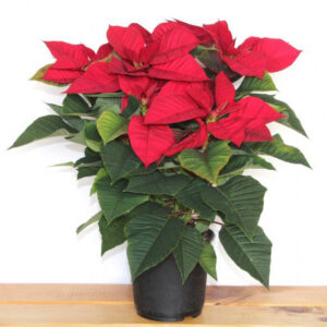 Poinsettia : l'étoile de noël