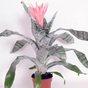 Billbergia