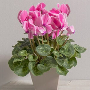Cyclamen