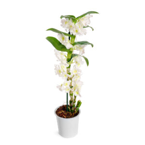 Dendrobium
