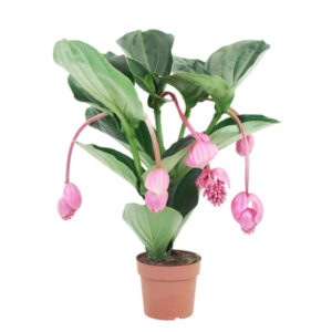 Medinilla