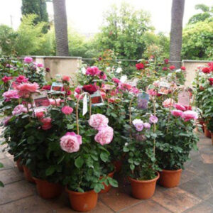 Rosier
