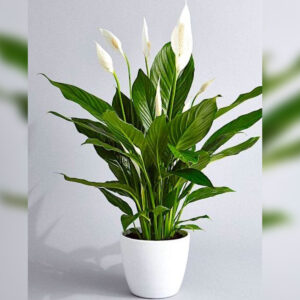 Spathiphyllum