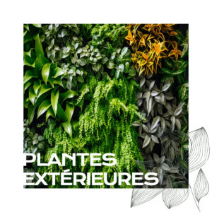 Plantes extérieures
