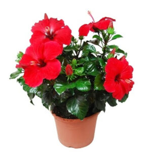 Hibiscus