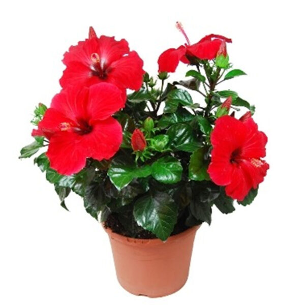 Hibiscus