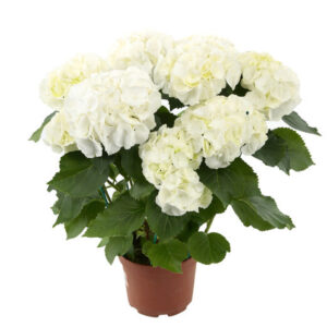 Hortensia