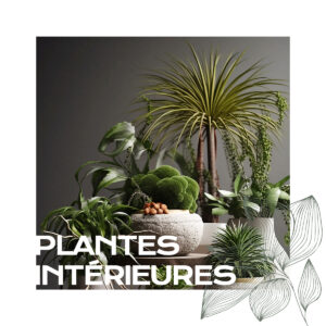 Plantes intérieures