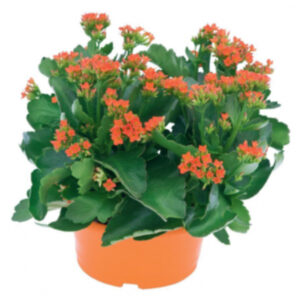Kalanchoë
