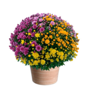Chrysanthème