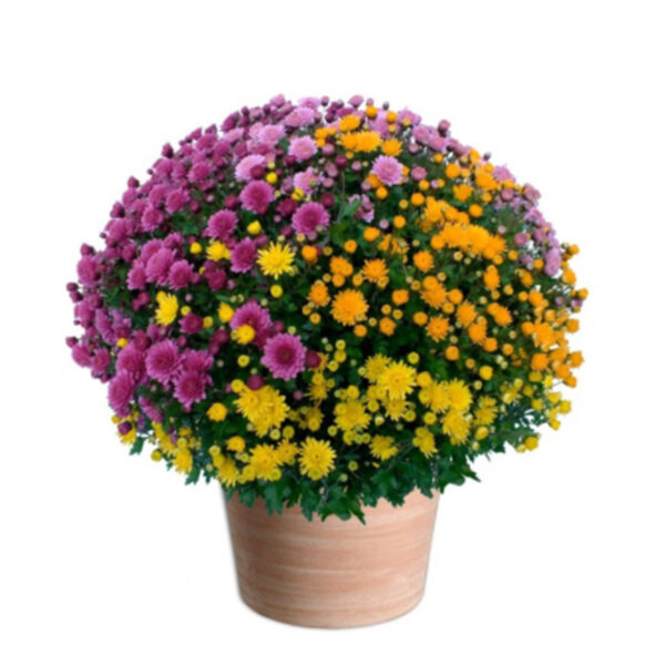 Chrysanthème