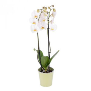 orchidée Phalaenopsis