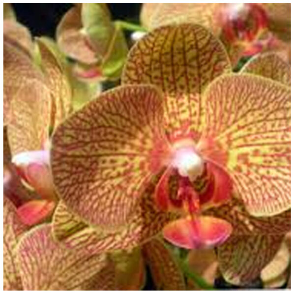 orchidée Phalaenopsis – Image 2