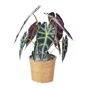 Alocasia-2