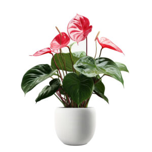 Anthurium