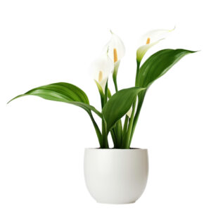 Arum