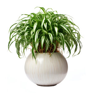 Chlorophytum