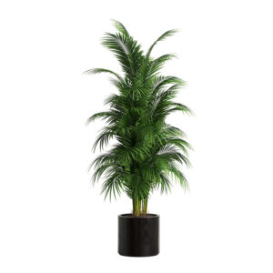 Cycas