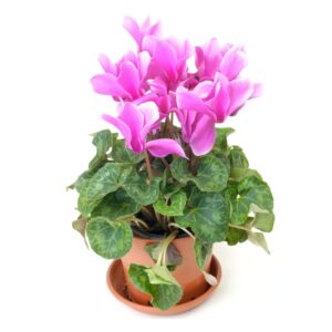 Cyclamen