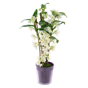 Dendrobium
