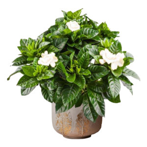 Gardenia