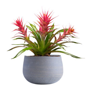 Guzmania