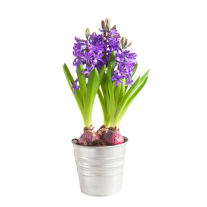 Jacinthe