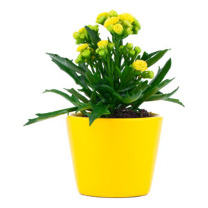 Kalanchoe-1
