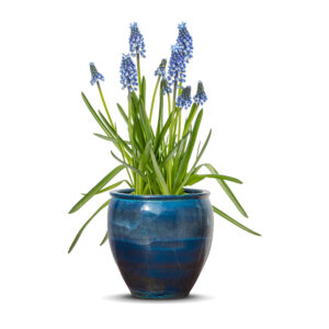 Muscari