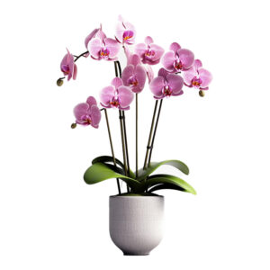 Phalaenopsis