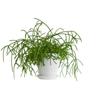 Rhipsalis