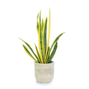 Sanseveria