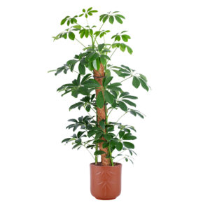 Schefflera