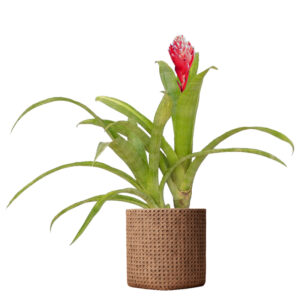 billbergia