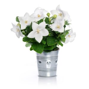 campanule