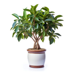 ficus