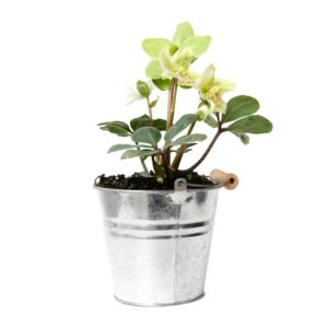 Hellebore