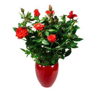 rosier