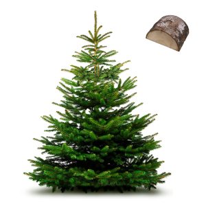 Sapin Nordmann coupé avec sa bûche
